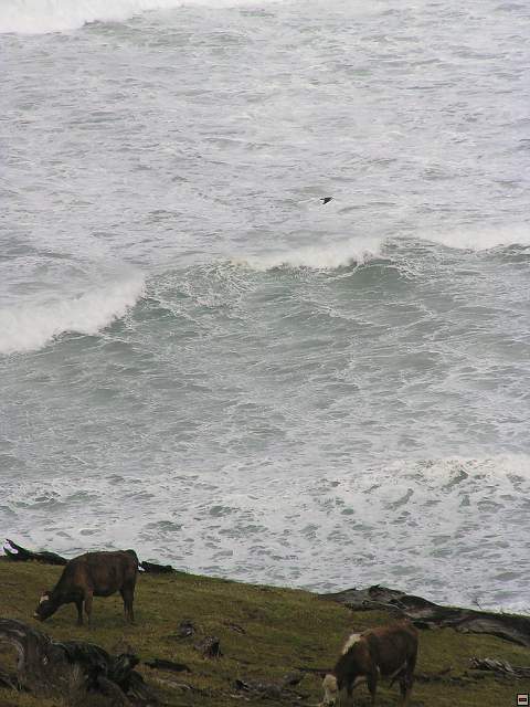 The Catlins Coast 006.jpg